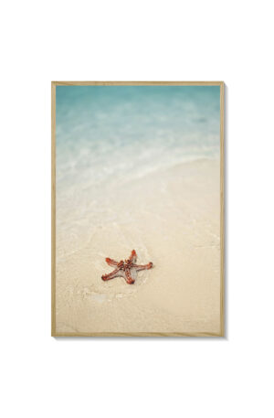 Estrella de mar