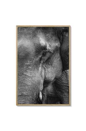 Elefante