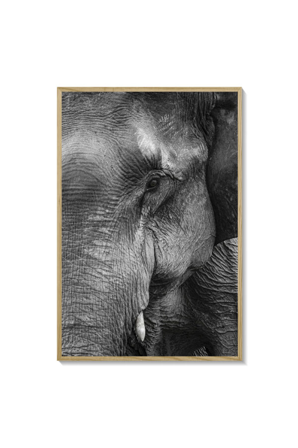 Elefante