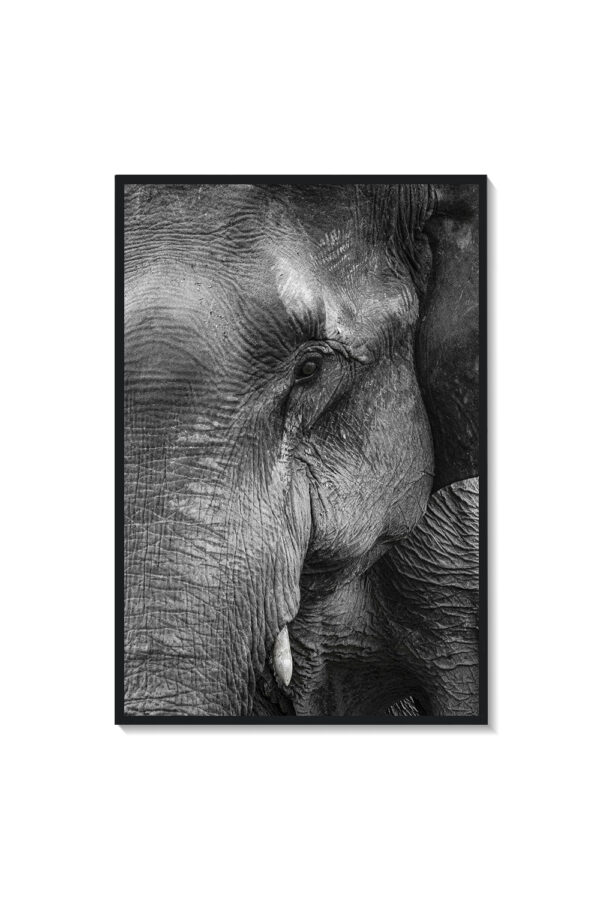 Elefante - Imagen 2