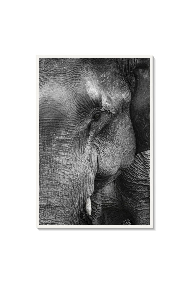 Elefante - Imagen 3