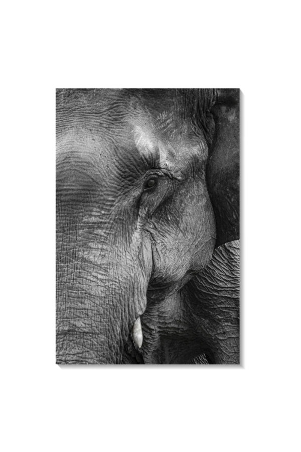 Elefante - Imagen 4