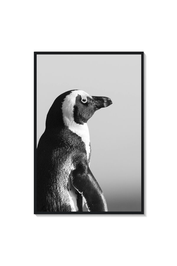 Pingüino - Imagen 2