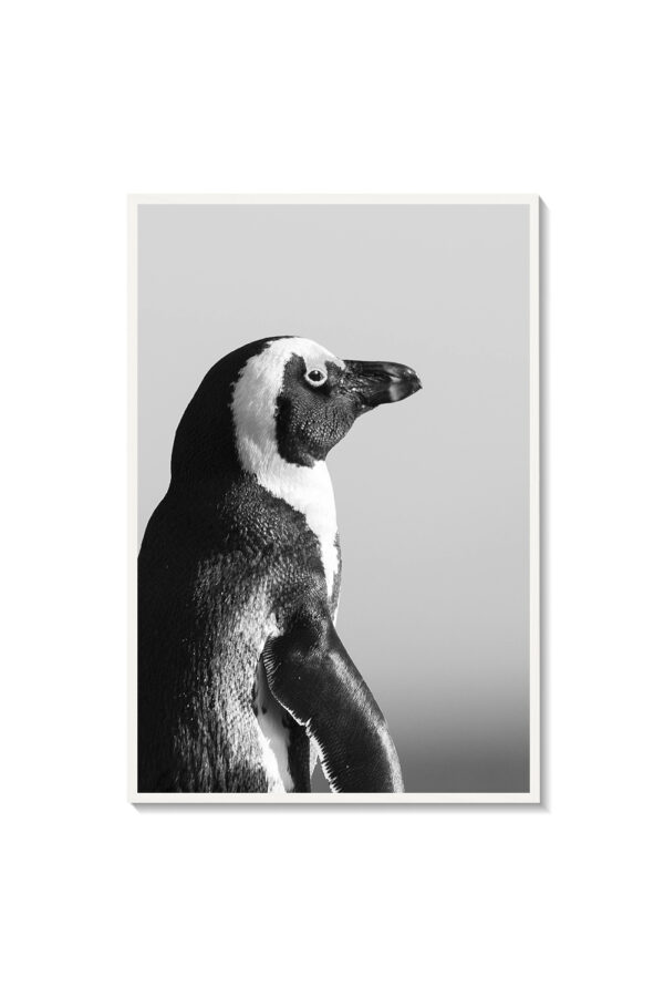 Pingüino - Imagen 3
