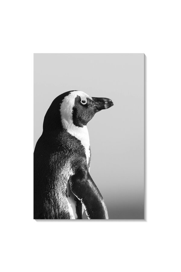 Pingüino - Imagen 4